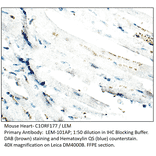 Anti-C1ORF177 Antibody from FabGennix (LEM-101AP) - Antibodies.com