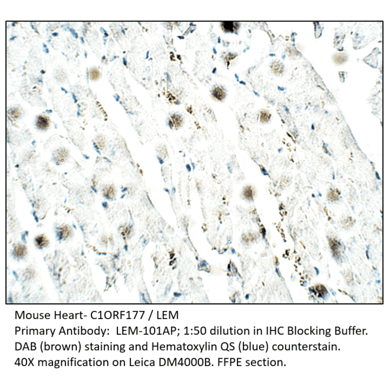 Anti-C1ORF177 Antibody from FabGennix (LEM-101AP) - Antibodies.com