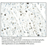 Anti-C1ORF177 Antibody from FabGennix (LEM-101AP) - Antibodies.com