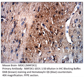 Anti-MAP2K1 Antibody from FabGennix (MAP2K1-101Y) - Antibodies.com