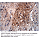 Anti-MAP2K1 Antibody from FabGennix (MAP2K1-101Y) - Antibodies.com