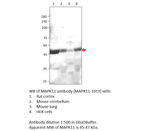 Anti-MAPK11 Antibody from FabGennix (MAPK11-101Y) - Antibodies.com