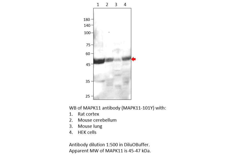 Anti-MAPK11 Antibody from FabGennix (MAPK11-101Y) - Antibodies.com