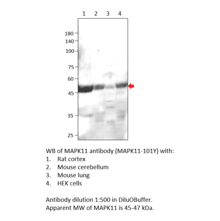 Anti-MAPK11 Antibody from FabGennix (MAPK11-101Y) - Antibodies.com