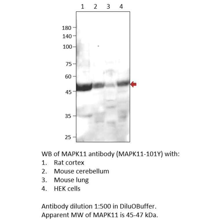 Anti-MAPK11 Antibody from FabGennix (MAPK11-101Y) - Antibodies.com