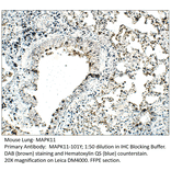 Anti-MAPK11 Antibody from FabGennix (MAPK11-101Y) - Antibodies.com