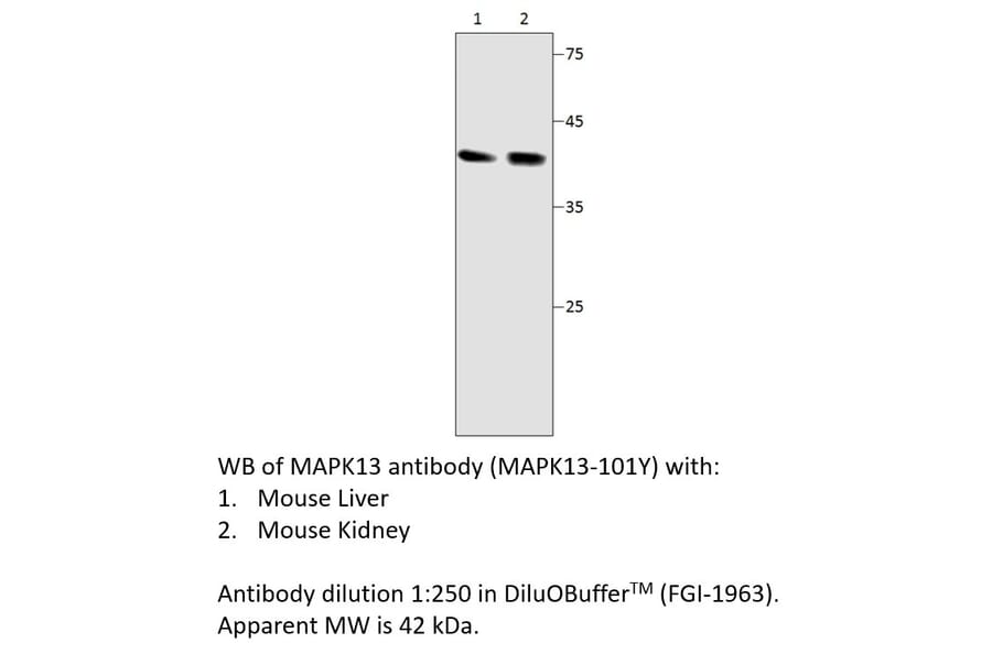 Anti-MAPK13 Antibody from FabGennix (MAPK13-101Y) - Antibodies.com