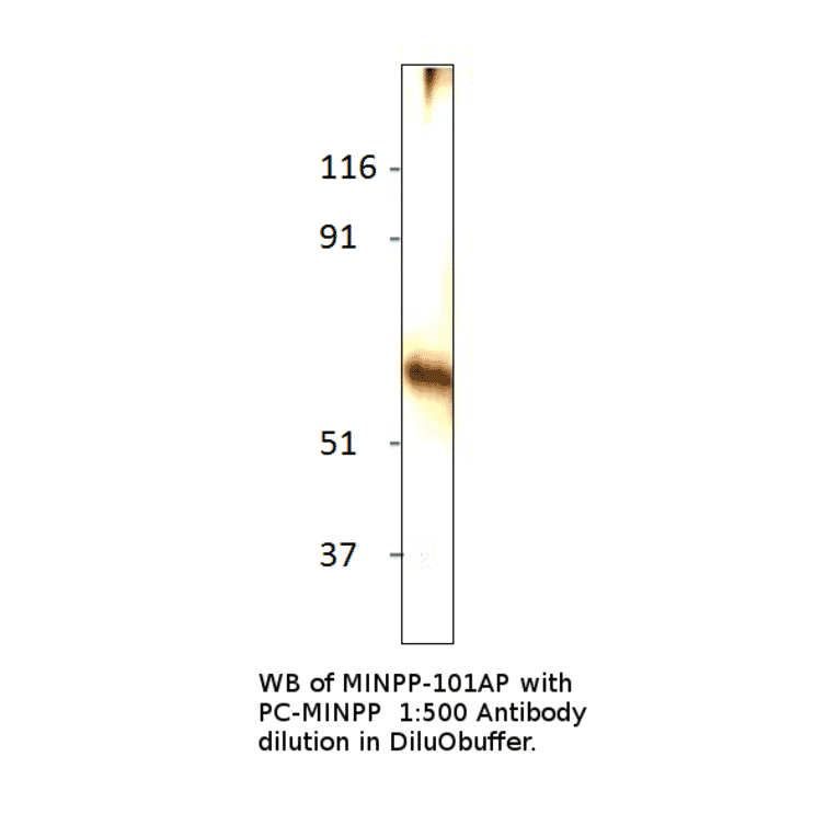 Anti-MINPP1 Antibody from FabGennix (MINPP-101AP) - Antibodies.com
