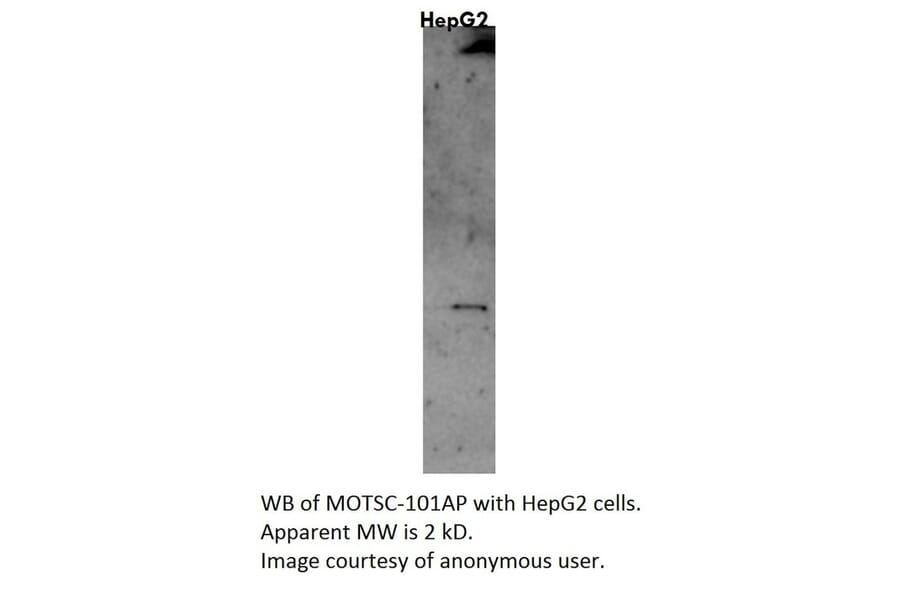 Anti-MOTS-c Antibody from FabGennix (MOTSC-101AP) - Antibodies.com