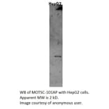 Anti-MOTS-c Antibody from FabGennix (MOTSC-101AP) - Antibodies.com