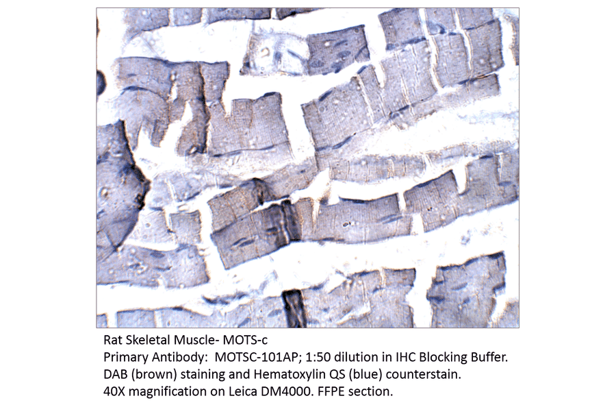 Anti-MOTS-c Antibody from FabGennix (MOTSC-101AP) - Antibodies.com
