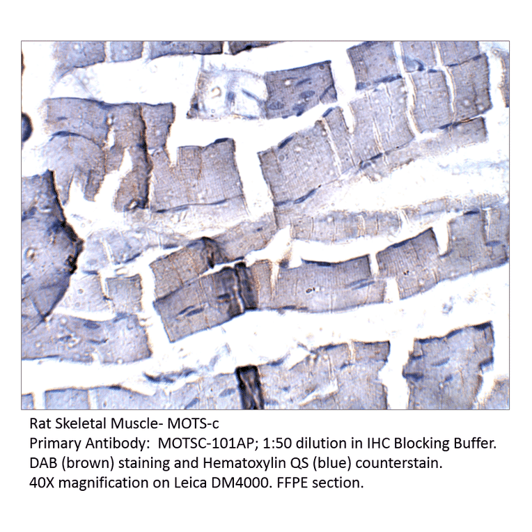 Anti-MOTS-c Antibody from FabGennix (MOTSC-101AP) - Antibodies.com