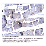 Anti-MOTS-c Antibody from FabGennix (MOTSC-101AP) - Antibodies.com