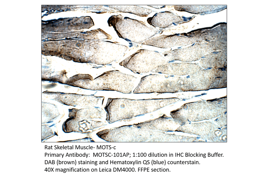 Anti-MOTS-c Antibody from FabGennix (MOTSC-101AP) - Antibodies.com
