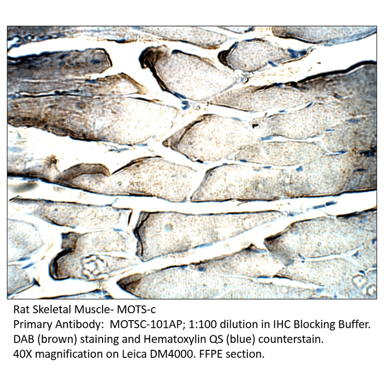 Anti-MOTS-c Antibody from FabGennix (MOTSC-101AP) - Antibodies.com