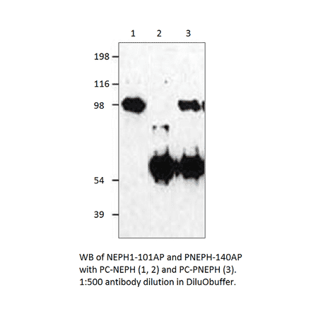 Anti-KIRREL Antibody from FabGennix (NEPH1-101AP) - Antibodies.com