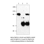 Anti-KIRREL Antibody from FabGennix (NEPH1-101AP) - Antibodies.com