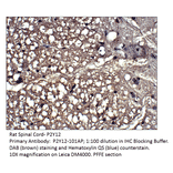 Anti-P2Y12 Antibody from FabGennix (P2Y12-1201AP) - Antibodies.com