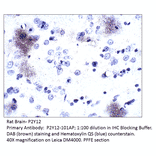 Anti-P2Y12 Antibody from FabGennix (P2Y12-1201AP) - Antibodies.com