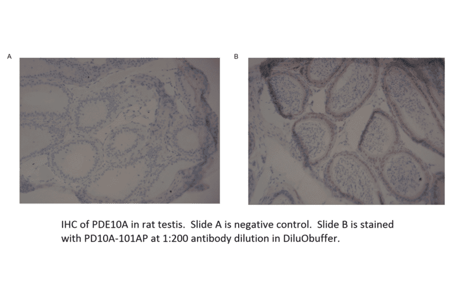 Anti-PDE10A Antibody from FabGennix (PD10A-101AP) - Antibodies.com