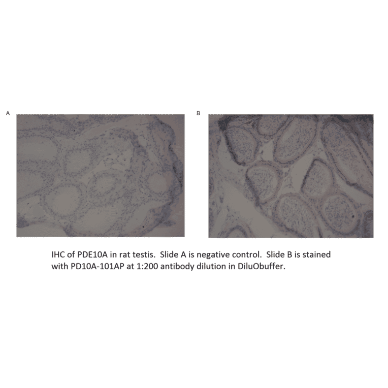 Anti-PDE10A Antibody from FabGennix (PD10A-101AP) - Antibodies.com