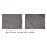 Anti-PDE10A Antibody from FabGennix (PD10A-101AP) - Antibodies.com