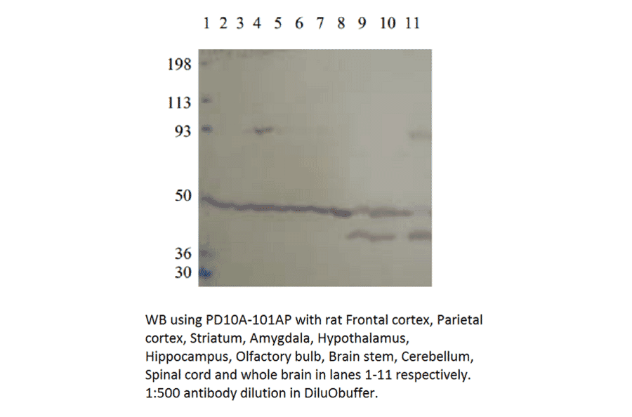 Anti-PDE10A Antibody from FabGennix (PD10A-101AP) - Antibodies.com