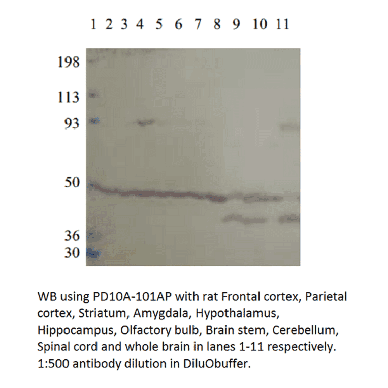 Anti-PDE10A Antibody from FabGennix (PD10A-101AP) - Antibodies.com