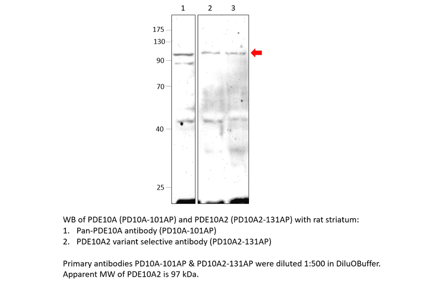 Anti-PDE10A Antibody from FabGennix (PD10A-101AP) - Antibodies.com