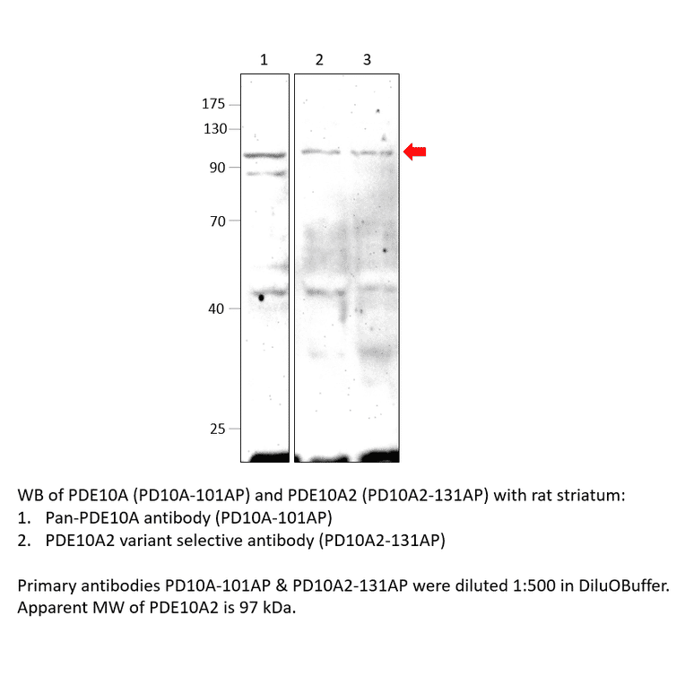 Anti-PDE10A Antibody from FabGennix (PD10A-101AP) - Antibodies.com