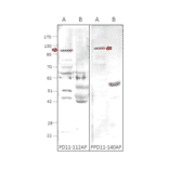 Anti-PDE11A Antibody from FabGennix (PD11A-101AP) - Antibodies.com