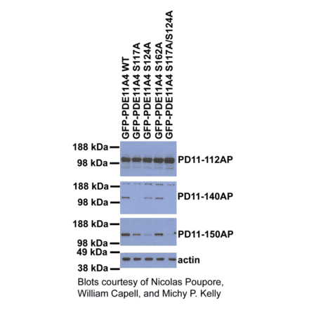 Anti-PDE11A Antibody from FabGennix (PD11A-112AP) - Antibodies.com