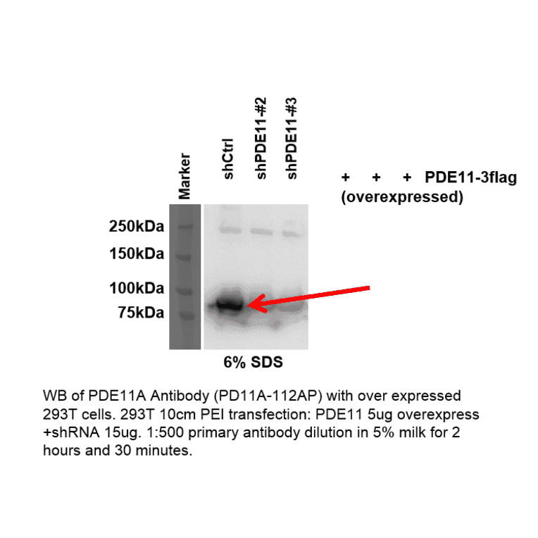 Anti-PDE11A Antibody from FabGennix (PD11A-112AP) - Antibodies.com
