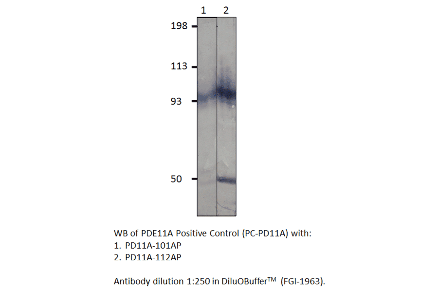 Anti-PDE11A Antibody from FabGennix (PD11A-112AP) - Antibodies.com