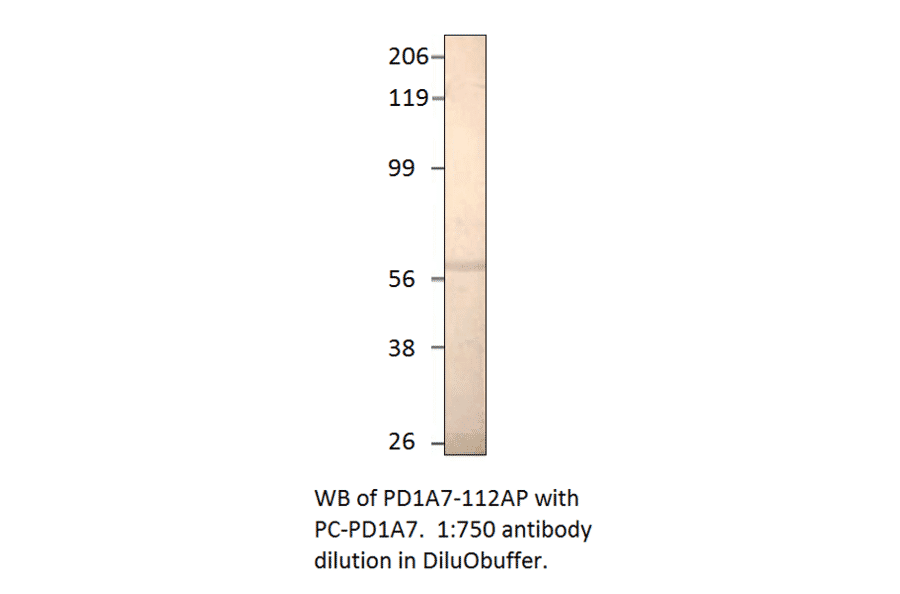 Anti-PDE1A7 Antibody from FabGennix (PD1A7-112AP) - Antibodies.com