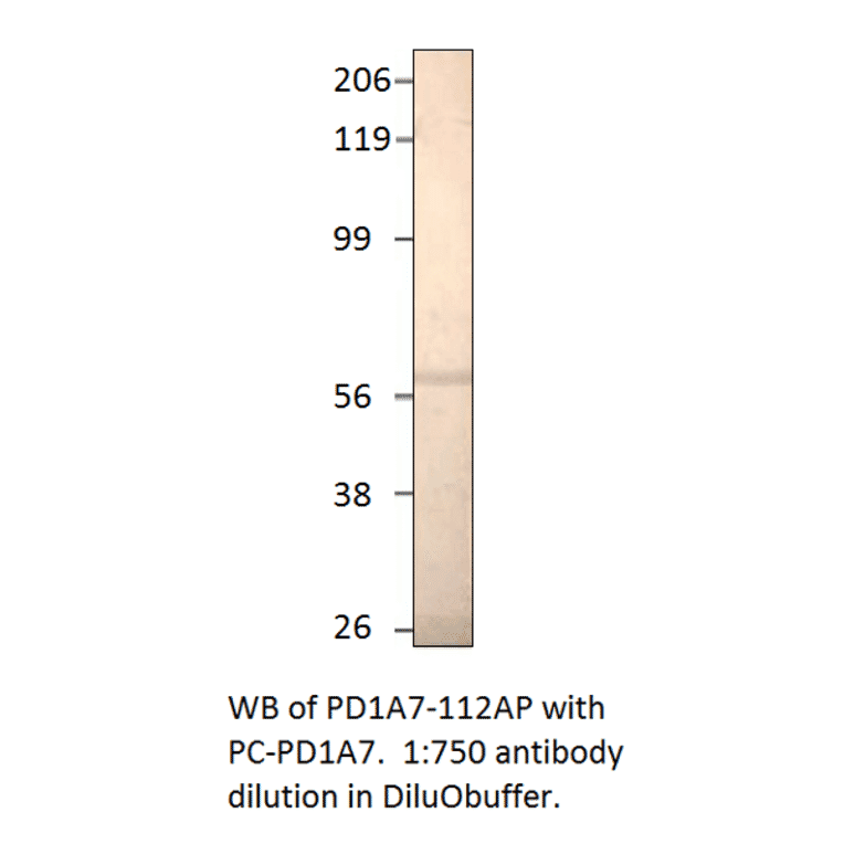 Anti-PDE1A7 Antibody from FabGennix (PD1A7-112AP) - Antibodies.com