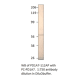 Anti-PDE1A7 Antibody from FabGennix (PD1A7-112AP) - Antibodies.com