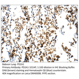 Anti-PDE2A1 Antibody from FabGennix (PD2A1-101AP) - Antibodies.com