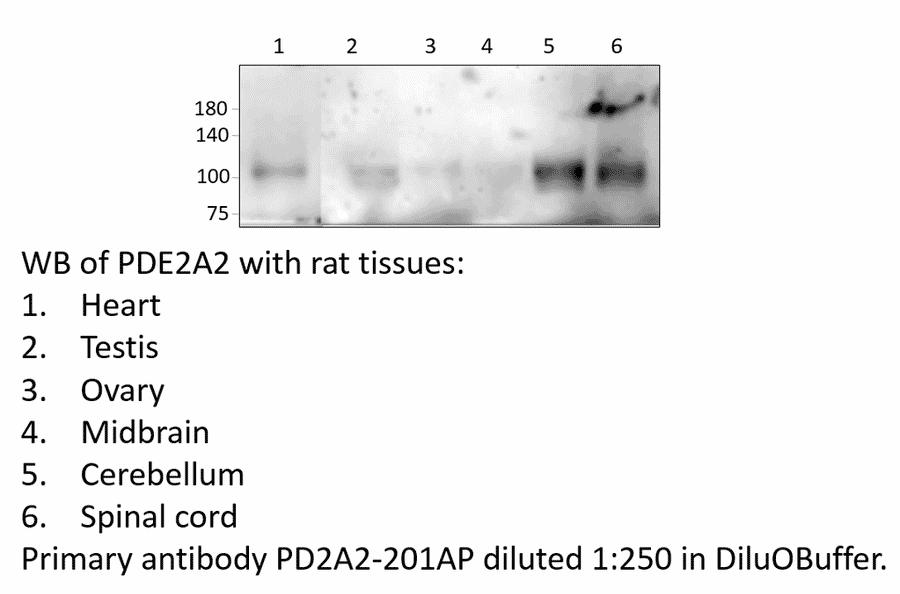 Anti-PDE2A2 Antibody from FabGennix (PD2A2-201AP) - Antibodies.com