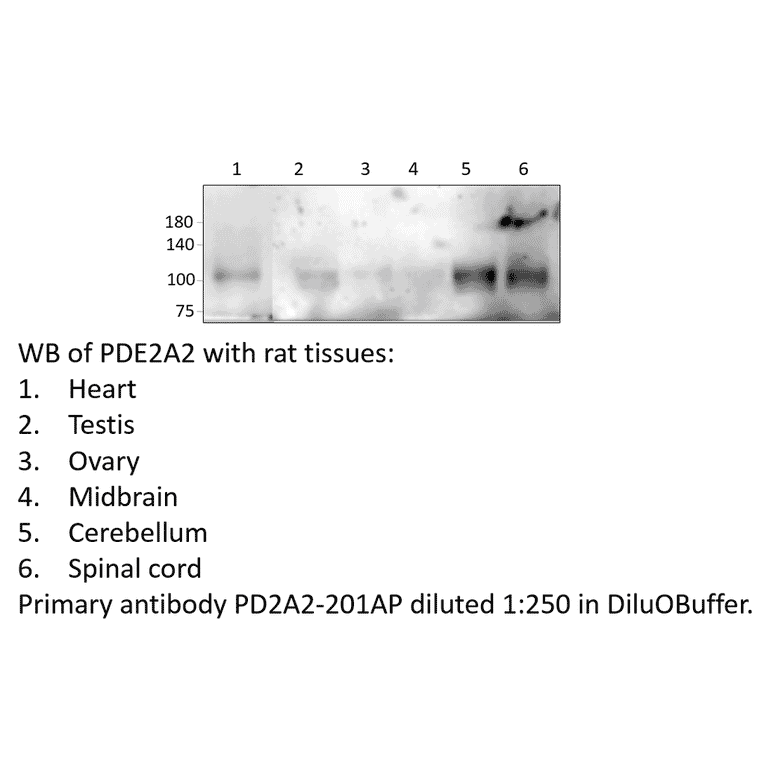 Anti-PDE2A2 Antibody from FabGennix (PD2A2-201AP) - Antibodies.com
