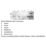 Anti-PDE2A2 Antibody from FabGennix (PD2A2-201AP) - Antibodies.com