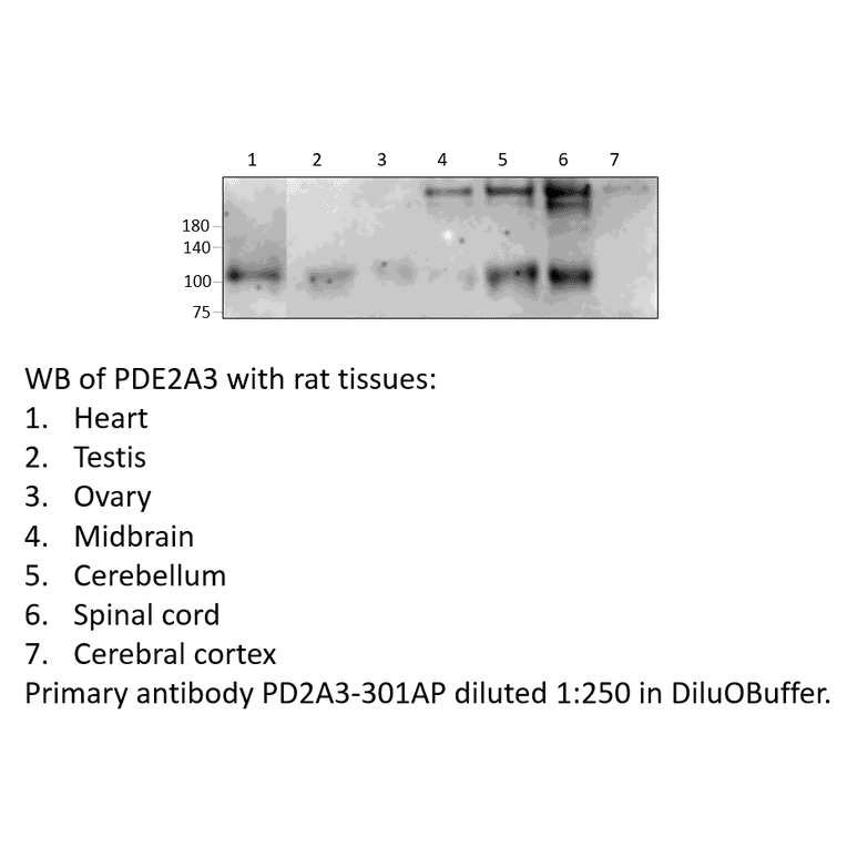 Anti-PDE2A3 Antibody from FabGennix (PD2A3-301AP) - Antibodies.com