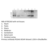 Anti-PDE2A3 Antibody from FabGennix (PD2A3-301AP) - Antibodies.com