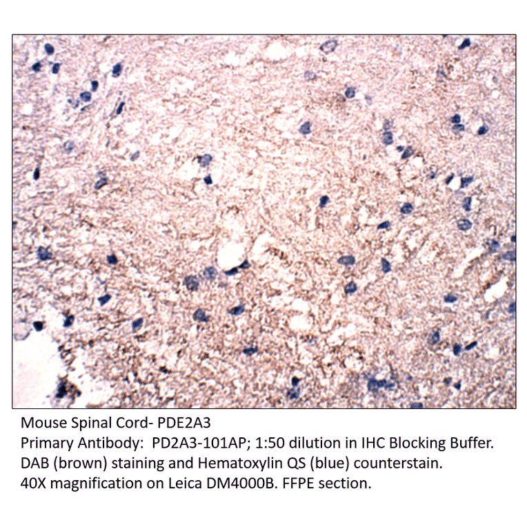 Anti-PDE2A3 Antibody from FabGennix (PD2A3-301AP) - Antibodies.com