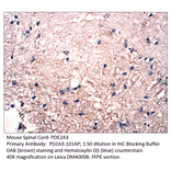 Anti-PDE2A3 Antibody from FabGennix (PD2A3-301AP) - Antibodies.com