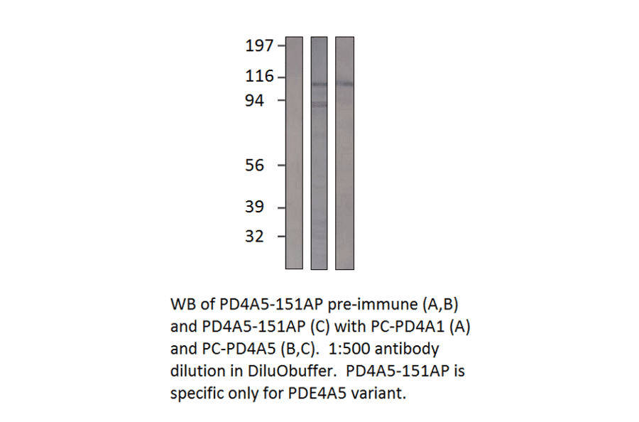 Anti-PDE4A5 Antibody from FabGennix (PD4A5-151AP) - Antibodies.com