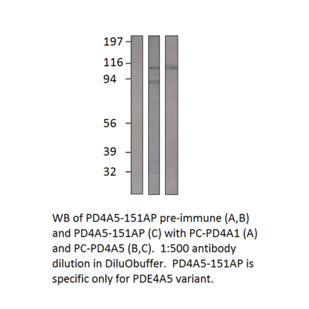 Anti-PDE4A5 Antibody from FabGennix (PD4A5-151AP) - Antibodies.com