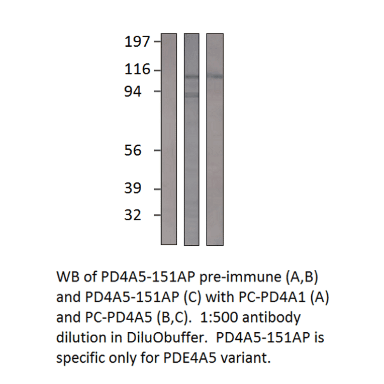 Anti-PDE4A5 Antibody from FabGennix (PD4A5-151AP) - Antibodies.com