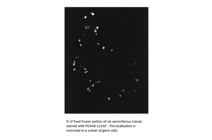 Anti-PDE4A8 Antibody from FabGennix (PD4A8-121AP) - Antibodies.com