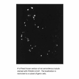 Anti-PDE4A8 Antibody from FabGennix (PD4A8-121AP) - Antibodies.com